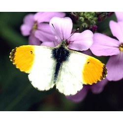 Orange Tip Anthocharis cardamines pupae 